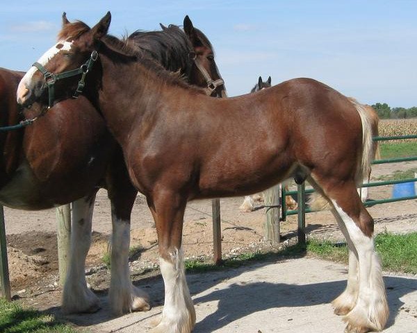 Pferd Renaissance Bently (Clydesdale, 2018, von Robyncroft Perfect Son)