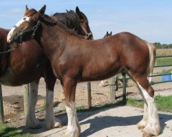 horse Renaissance Bently (Clydesdale, 2018, from Robyncroft Perfect Son)