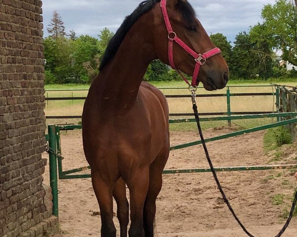 dressage horse Sandtel's Fabius (Westphalian, 2017, from Farbenspiel)