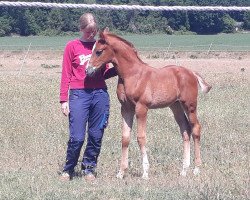 Dressurpferd Sandtel's Euan (Westfale, 2020, von Escamillo)