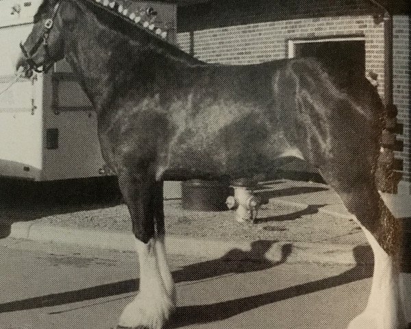 Zuchtstute Regas Lady Shelly (Clydesdale, 2000, von Doura Major)