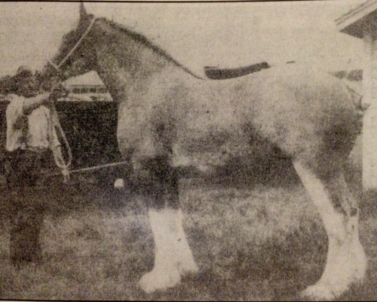 broodmare Refiner's Maid (Clydesdale, 1940, from Gallant Refiner 28123)