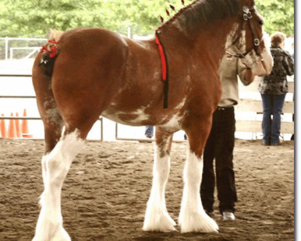 horse Redd Barney's Sir Benjamin (Clydesdale, 2003, from West Edge Commander)