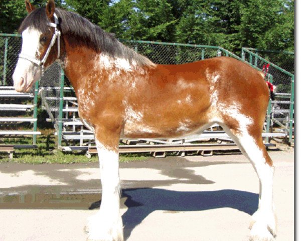 Pferd Redd Barney's Miss Candace (Clydesdale, 2005, von West Edge Commander)