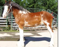 horse Redd Barney's Miss Candace (Clydesdale, 2005, from West Edge Commander)