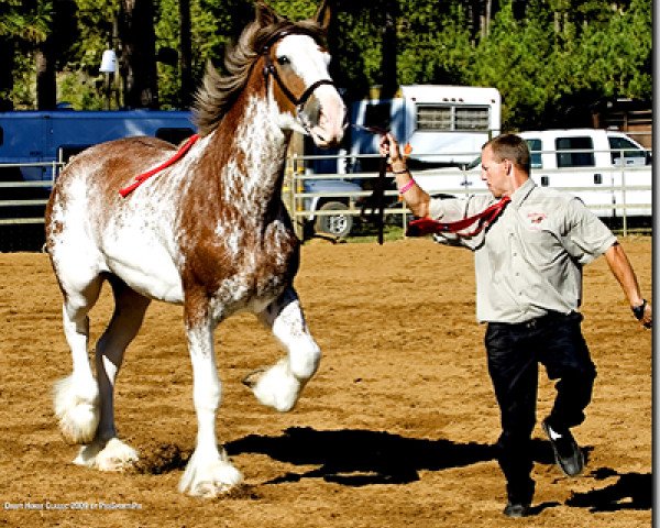 horse Redd Barney's Magnum (Clydesdale, 2005, from West Edge Commander)