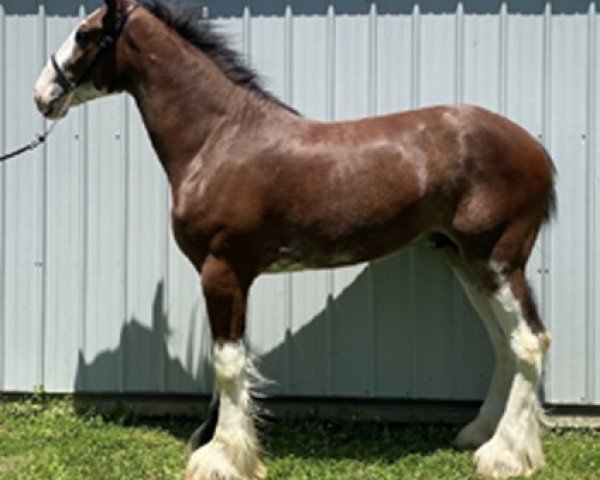 horse Parnellranch Preston (Clydesdale, 2018, from Gregglea Azar's Protege)