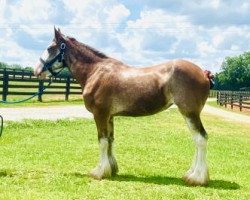 horse Classic City Latch's Sheila E (Clydesdale, 2017, from 2S Barnaby's Colossal Latch)