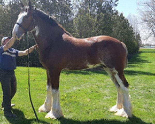 horse Calico Pilot (Clydesdale, 2018, from Calico Iggy)