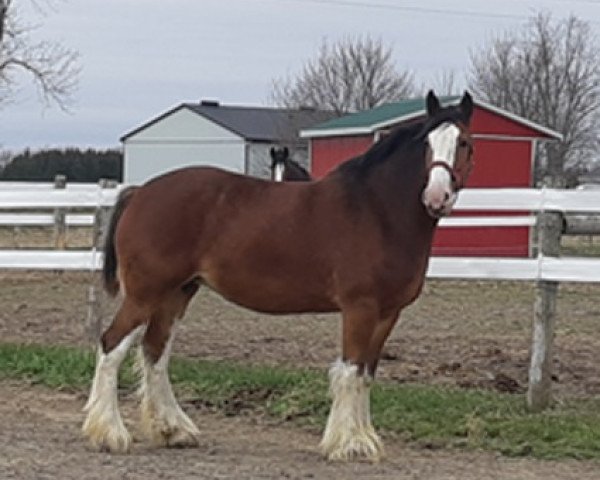 Zuchtstute Bradholme Diamond (Clydesdale, 2011, von Thistle Ridge Argyll Enhancer)