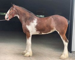 horse Besley's Sensational Susie (Clydesdale, 2017, from Armbro Andrew)