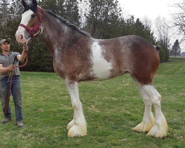 horse Cey's Bonnie (Clydesdale, 2017, from Amethyst Hayden)