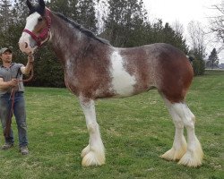 horse Cey's Bonnie (Clydesdale, 2017, from Amethyst Hayden)