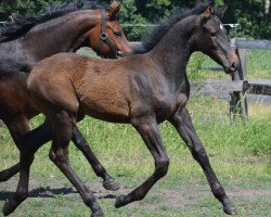 broodmare Alea D (Westphalian, 2020, from Aviador)