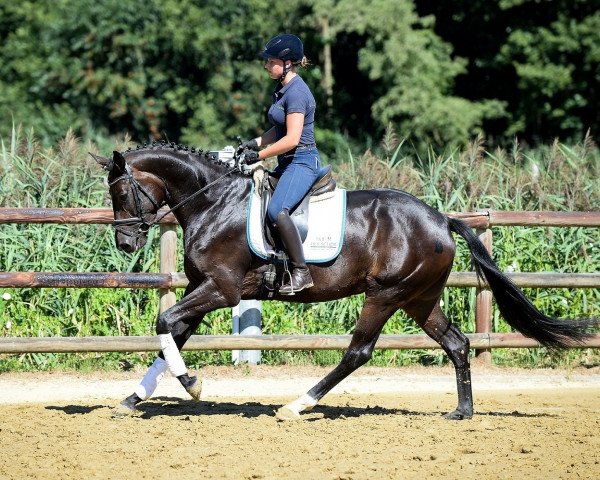 dressage horse Dajana 89 (Hanoverian, 2015, from Donatus)