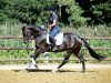 dressage horse Dajana 89 (Hanoverian, 2015, from Donatus)