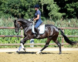 dressage horse Dajana 89 (Hanoverian, 2015, from Donatus)