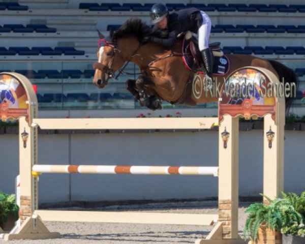 broodmare Tzara Belin (Selle Français, 2007, from Toulon)