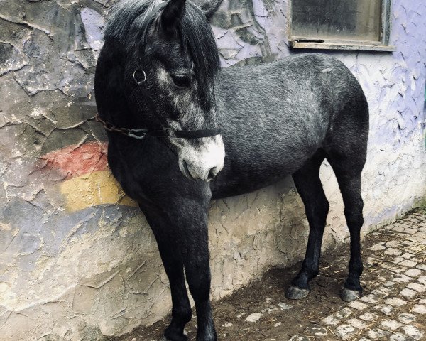 horse Dringeen Black Star (Connemara Pony, 2016, from Hazelrock Buachaill)