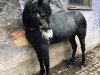 horse Dringeen Black Star (Connemara Pony, 2016, from Hazelrock Buachaill)