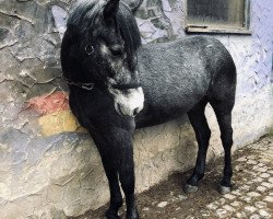 horse Dringeen Black Star (Connemara Pony, 2016, from Hazelrock Buachaill)