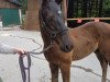 dressage horse Mattschwarz (Westphalian, 2020, from Maracana)