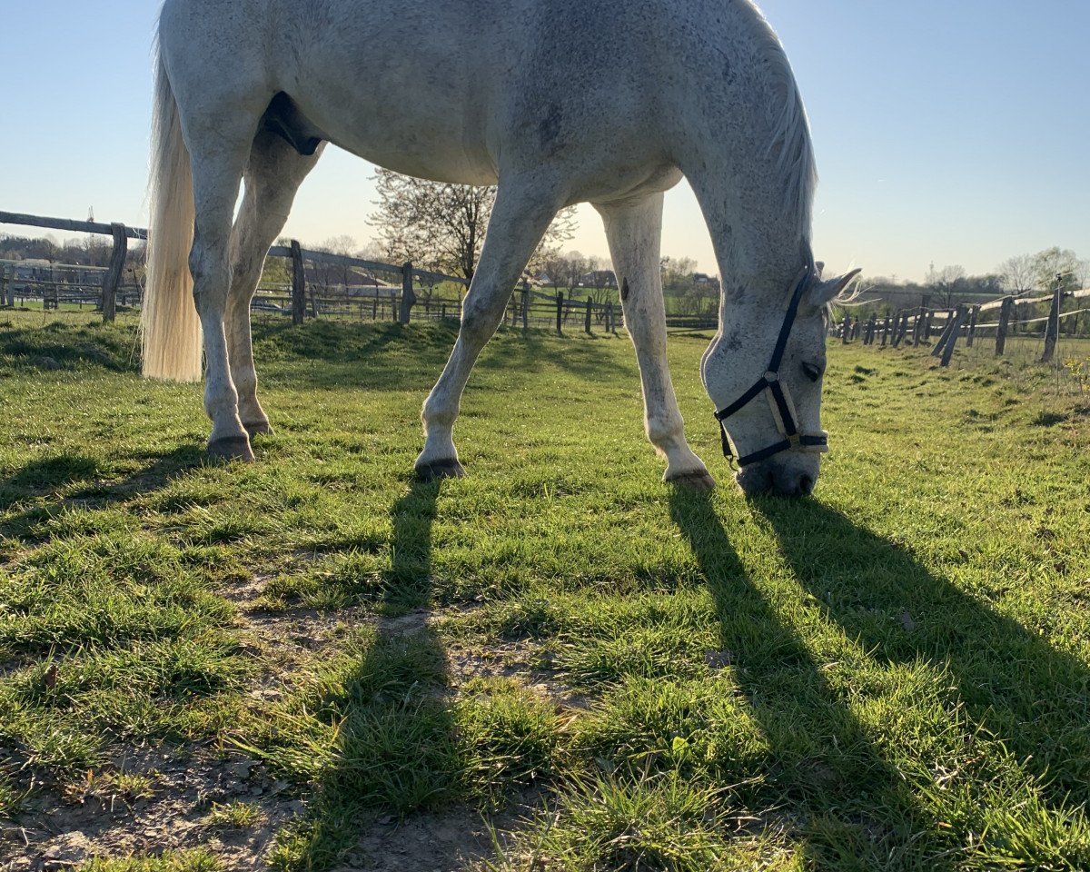 dressage horse Sir Steven 2 (Oldenburg, 2008, from Spielberg)