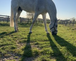 dressage horse Sir Steven 2 (Oldenburg, 2008, from Spielberg)