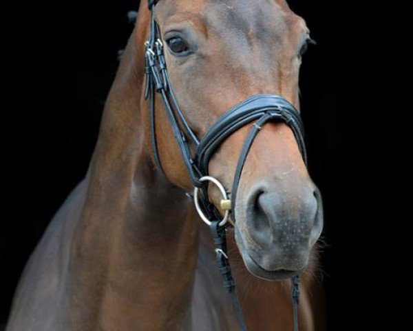 dressage horse Dear Dalin' (Hanoverian, 2012, from Destano)