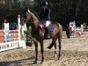 jumper Diacassin (German Sport Horse, 2014, from Diacasall)