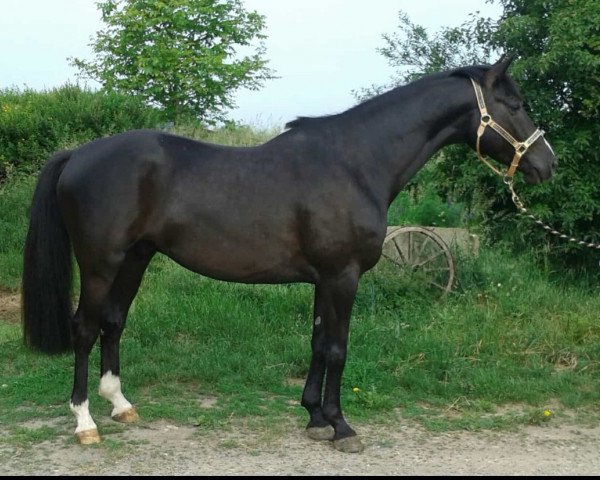 dressage horse Elbing S (Trakehner, 2012, from Ovaro)