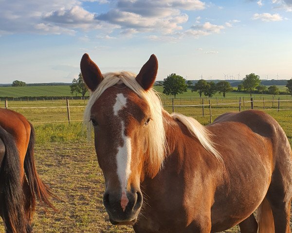 horse Werner (Noric, 2018)