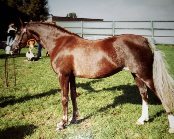 Zuchtstute Fiesta (Welsh Pony (Sek.B), 1977, von Sir)