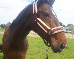 dressage horse Dinar Donna (Westphalian, 2008, from Dinard L)