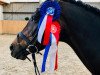 broodmare Melody 222 (German Riding Pony, 2011, from Miami 42)