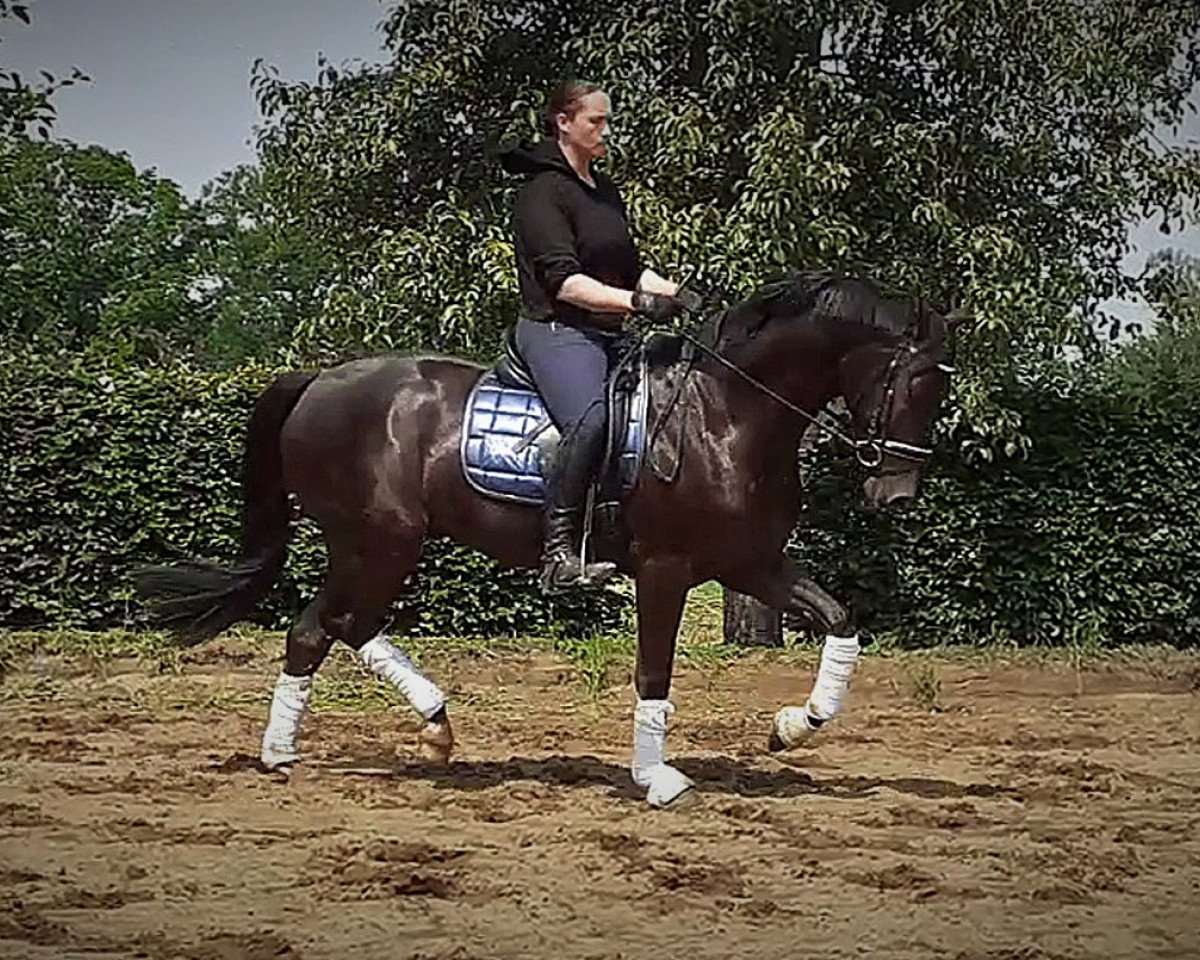 dressage horse First Selection (Oldenburg, 2016, from Fürstenball)