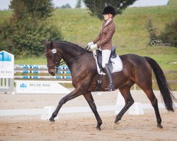 dressage horse Rex 394 (Hanoverian, 2007, from Remus 276)