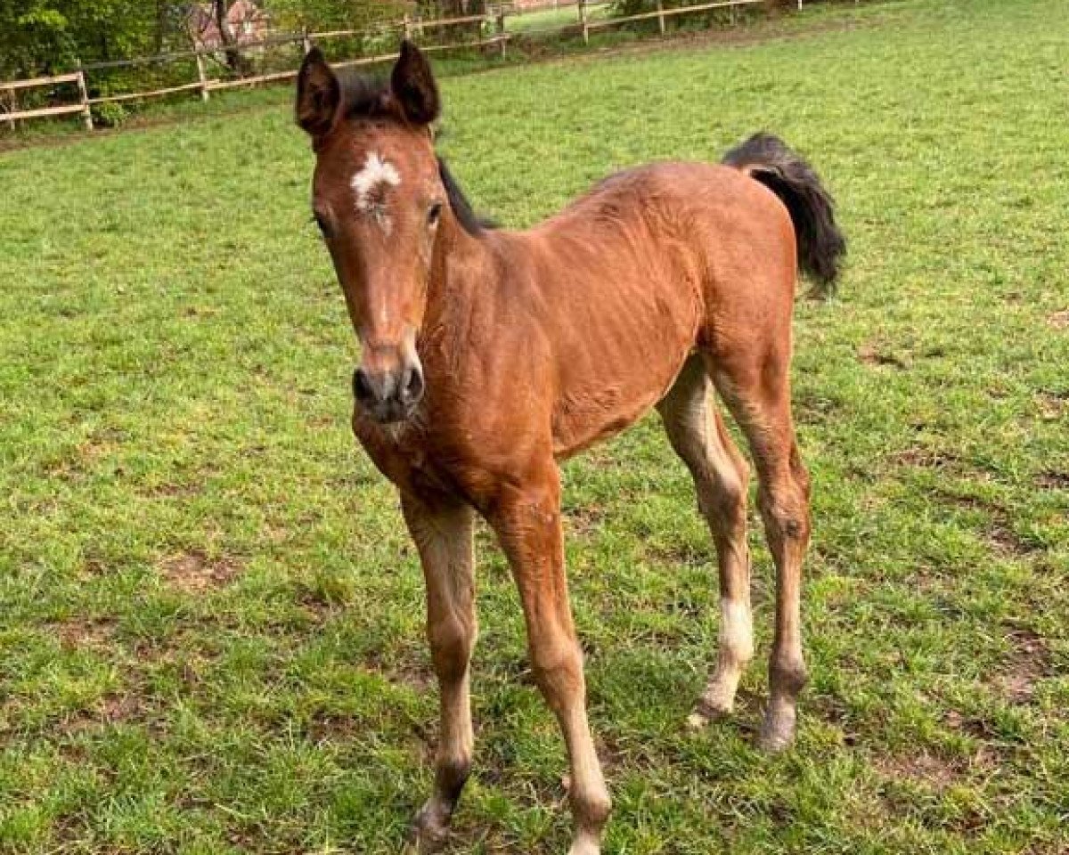 Springpferd Carmelita (Holsteiner, 2020, von Comme il Faut)