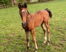 jumper Carmelita (Holsteiner, 2020, from Comme il Faut)