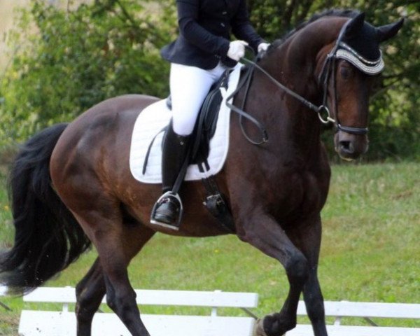 dressage horse De Massimo 3 (Bavarian, 2012, from De Martino)