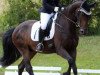 dressage horse De Massimo 3 (Bavarian, 2012, from De Martino)