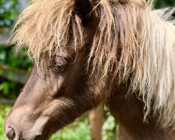Pferd Paisley vom Rindergraben (Shetland Pony, 2019, von Zaubertroll vom Rindergraben)