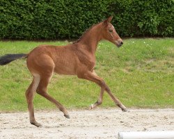 dressage horse Naturtalent (Trakehner, 2020, from In Versuchung)