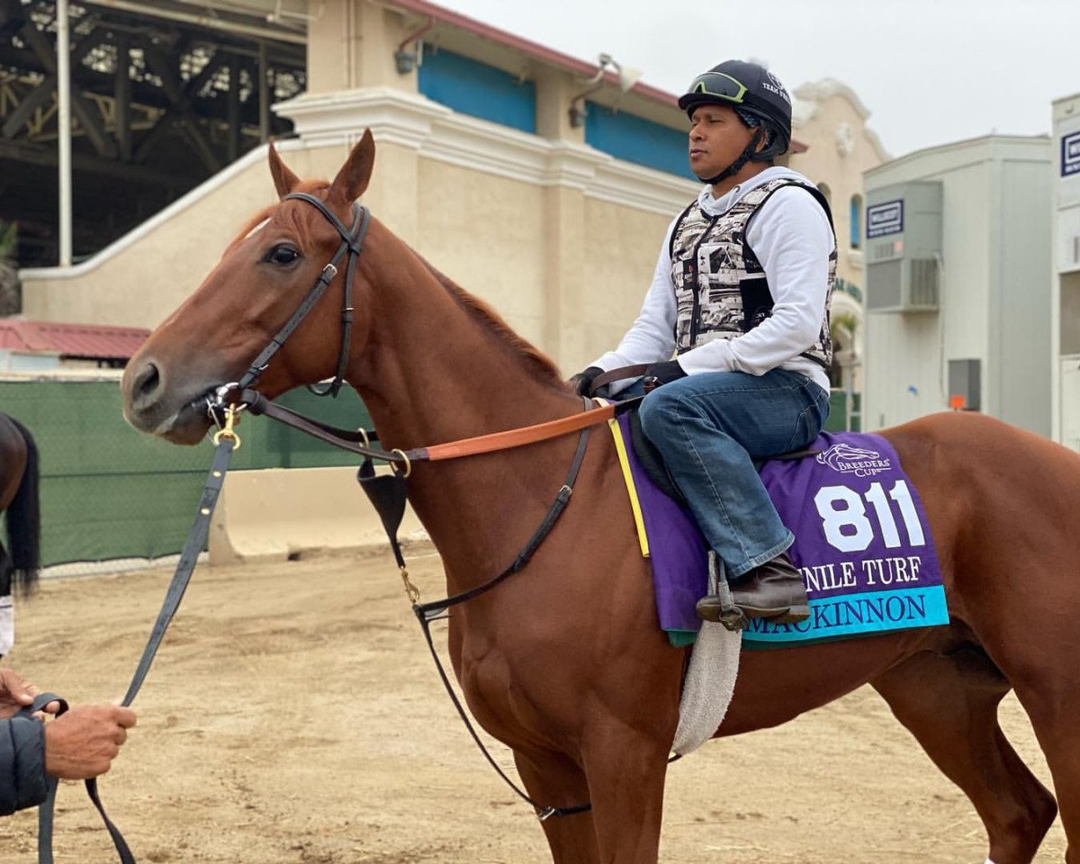 horse Mackinnon xx (Thoroughbred, 2019, from American Pharoah xx)