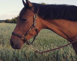 broodmare Leonie (Hanoverian, 2009, from Lohberg)