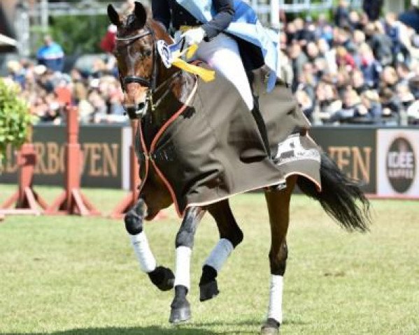 dressage horse Rockefellers Cinderella (Westphalian, 2003, from Rubin Royal OLD)