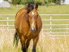 dressage horse Donovan 120 (Württemberger, 2009, from Don Frederico)