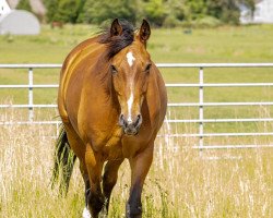 dressage horse Donovan 120 (Württemberger, 2009, from Don Frederico)