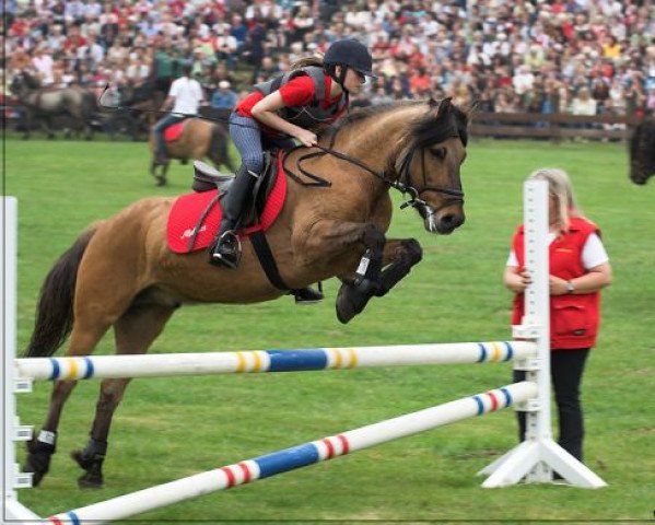 dressage horse Alphart 2 (Duelmener, 1996, from Bimbo)