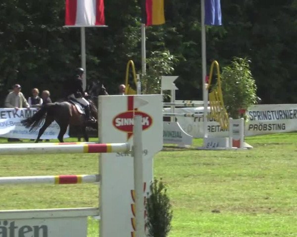 Pfingst - Dressur und Springturnier Borken 2015